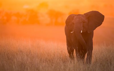 elefante, puesta de sol, Kenia, &#193;frica, sabana grande de los elefantes