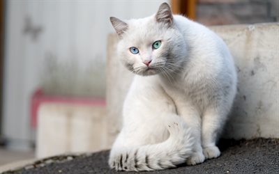 British short-haired white cat, heterochromia, blue and green eyes, pets, cats, domestic cat breeds