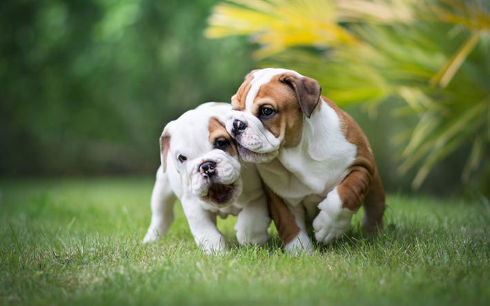 Ingl&#233;s bulldogs, cachorros poco, verde hierba, animales lindos, mascotas, bulldogs, cachorros, perros