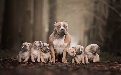 Pit Bull Terrier, fam&#237;lia, bokeh, brown pitbull, m&#227;e e filhotes, cachorros, Pit Bull, animais de estima&#231;&#227;o, Pit Bull Dog