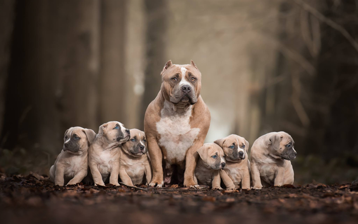 pit bull terrier, familie, bokeh, braun, pitbull, mutter-und jungtiere, hunde, pit bull, haustier, pit bull hund