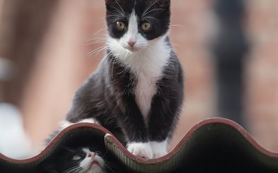 black and white little cat, cute little animals, cat on the roof, pets, cats