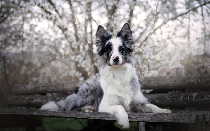 Border Collie, el perro gris en el banco, parque, animales divertidos, perros, mascotas, Aussie, el perro con ojos azules