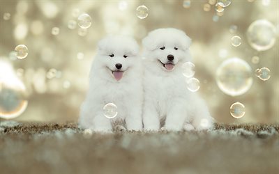 Samoyed, soapbubbles, puppies, white dog, family, cute animals, small Samoyed, furry dog, dogs, pets, Samoyed Dog