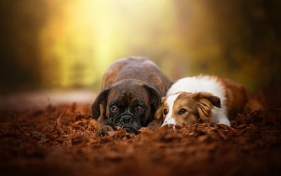 Boxer dog, labrador, cute animals, friendship, forest, autumn, dry leaves, dogs