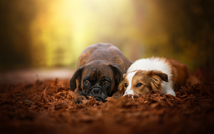 Boxer cane, labrador, simpatici animali, amicizia, foresta, autunno, foglie secche, cani