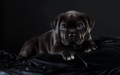 Cane Corso, close-up, pets, puppy, black Cane Corso, cute animals, dogs