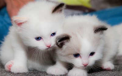 small white kittens, cute animals, cute cats, pets, kittens with blue eyes, cats