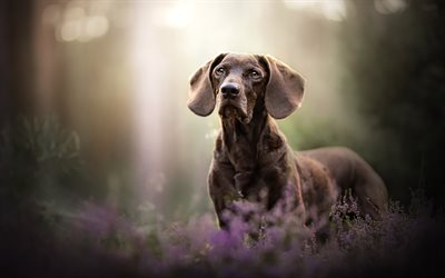 brown dachshund, forest, wildflowers, cute animals, dogs, pets, brown dog, dachshund