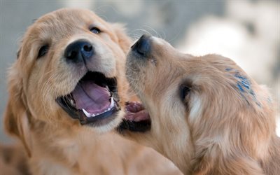 golden retrievers, little cute puppies, pets, funny dogs, cute animals, labradors, dogs