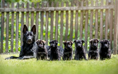 الأسود الراعي الألماني, الأم والأشبال, الأسرة, الجراء, الحيوانات لطيف, الراعي الألماني, الكلاب, كلب الراعي الألماني, الأسود الكلاب