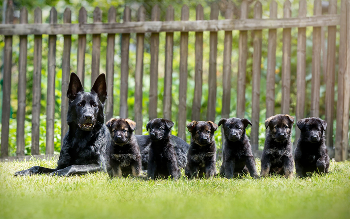 Black German Shepherd, mother and cubs, family, puppies, cute animals, German Shepherd, dogs, German Shepherd Dog, black dogs