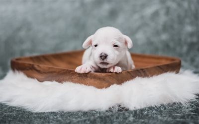 بيضاء صغيرة جرو, جرو لطيف, الكلاب الصغيرة, الحيوانات الأليفة, الوليد الكلب