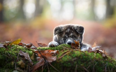 Shiba Inu, puppy, pets, forest, cute dog, dogs, Shiba Inu Dog