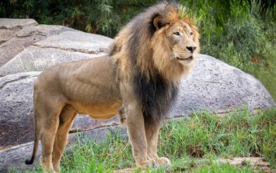 big young lion, wildlife, lions, Africa, predator