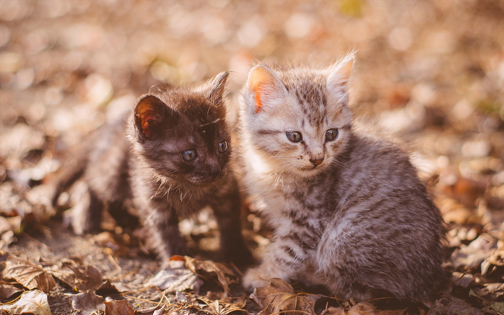 少しでも小さく、かわいらしい子猫, アメリカShorthair猫, 黒い子猫, 森林, ペット, 灰色猫, かわいい動物たち, 猫
