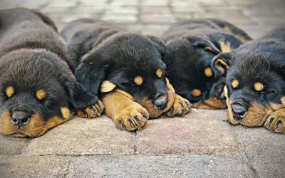 Rottweiler, 4k, sleeping dogs, pets, puppies, small rottweilers, dogs, bokeh, cute animals, Rottweiler Dog