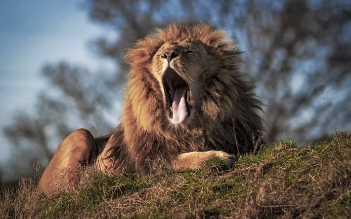 ライオン, アフリカ, 野生動物, 夕日