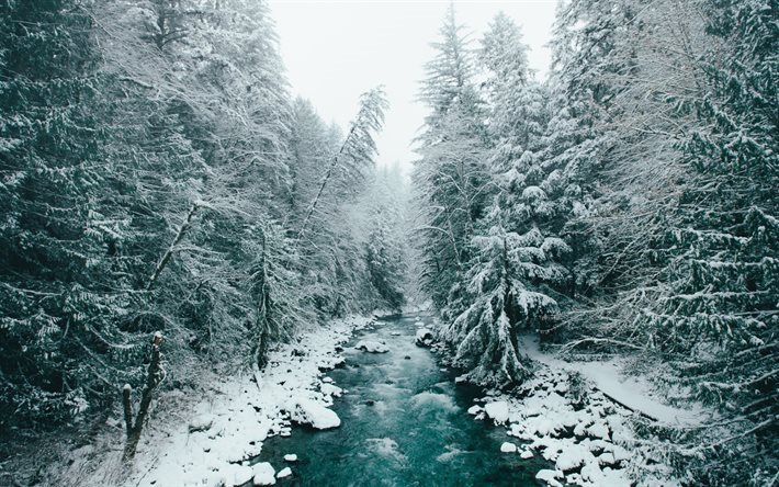 inverno, floresta, rio, neve, floresta do inverno