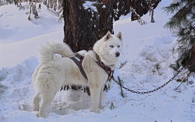 犬, 冬, ハスキー, シベリアンハスキー, 青い眼