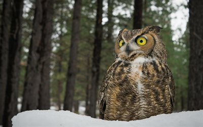 uggla, vinter, skogen, sn&#246;, great horned owl, rovdjur