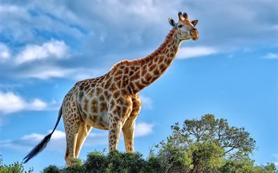 giraffe, blue sky, savannah, Africa