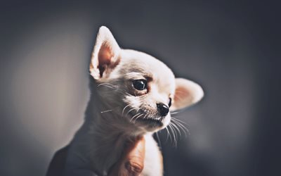 Chihuahua, puppy, dogs, white chihuahua, ckose-up, cute animals, pets, Chihuahua Dog