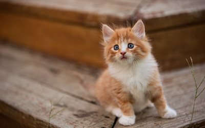 little fluffy ginger kitten, little cats, pets, cute animals, kittens