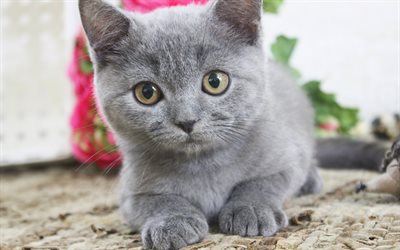4k, British Shorthair cat, kitten, cute animals, cats