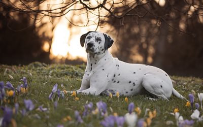 4k, Dalmatian Dogs, bokeh, domestic dog, lawn, cute animals, Dalmatian, pets, dogs