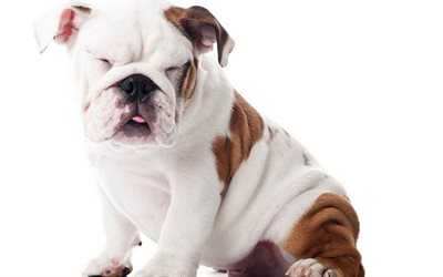 English Bulldog, close-up, cute animals, puppy, pets, English Bulldog Dogs, funny dog