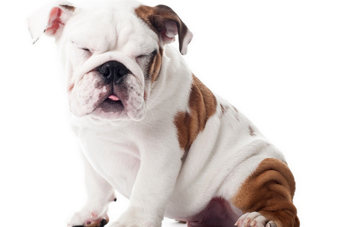 Bulldog inglese, close-up, simpatici animali, cucciolo, animali domestici, Cani Bulldog inglese, cane divertente