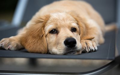 Labrador retriever, small beige puppy, pets, golden retriever, dogs, sad puppy