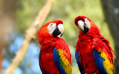 Scarlet macaw, bokeh, parrots, close-up, red parrots, Ara macao, macaw