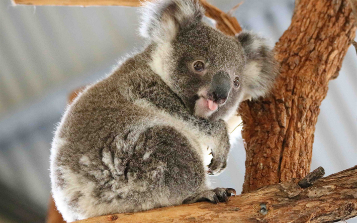 koala, marsupiale, simpatici animali, fauna selvatica