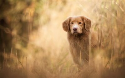 brown labrador, puppy, autumn, cute fluffy dogs, golden retriever, dogs