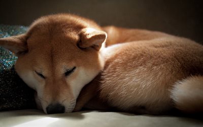 Shiba Inu, sleeping dog, pets, puppy, cute dog, dogs, Shiba Inu Dog