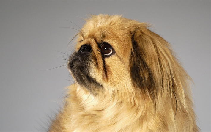ダウンロード画像 Pekingese 近 ふんわり犬 かわいい犬 ペット かわいい動物たち 犬 Pekingese犬 フリー のピクチャを無料デスクトップの壁紙