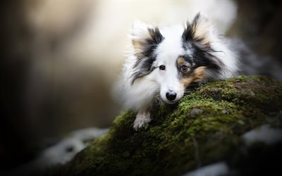 white collie, sheltie, white fluffy dog, cute animals, dogs, shetland sheepdog