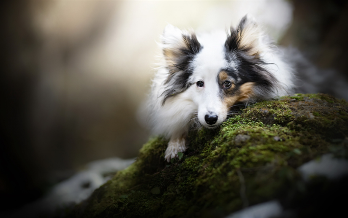 blanco collie, sheltie, blancas y esponjosas perro, animales divertidos, perros, shetland sheepdog