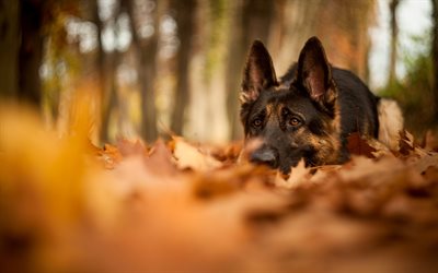 German Shepherd, autumn, close-up, cute animals, bokeh, dogs, German Shepherd Dog, pets