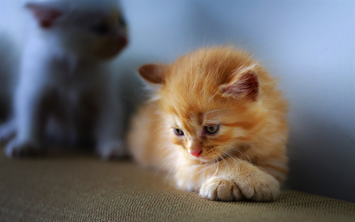 little ginger cat, little fluffy kitten, cute animals, pets, cats