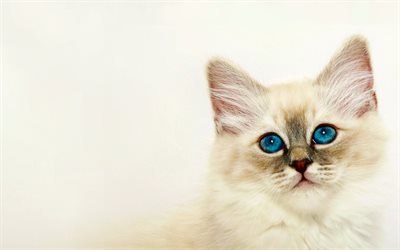 Ragdoll, close-up, denectic cat, kitten, cute animals, blue eyes, small Ragdoll, cats, pets, Ragdoll Cats