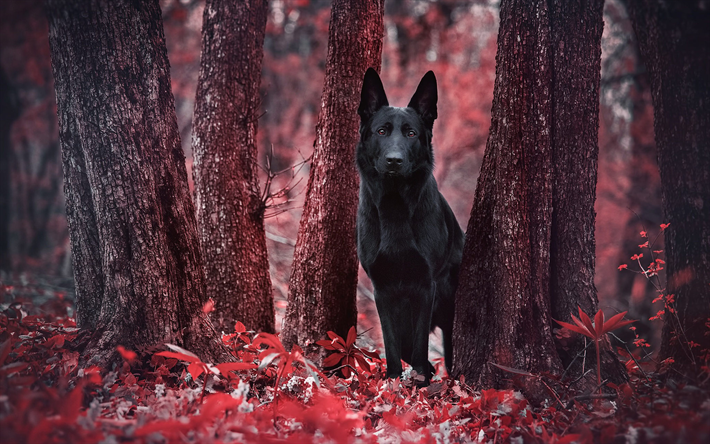 Black German Shepherd, autumn, bokeh, cute animals, forest, German Shepherd, dogs, black dog, German Shepherd Dog