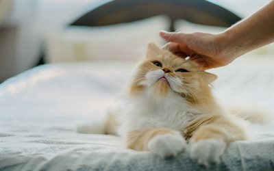 Persian cat, ginger fluffy cat, pets, cute animals, cats