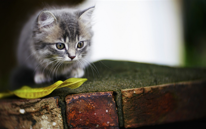 petit chaton gris, duveteux gris chat, animaux mignons, american chats &#224; poils courts, rue