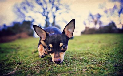 Chihuahua, lawn, dogs, puppy, black chihuahua, bokeh, cute animals, pets, Chihuahua Dog