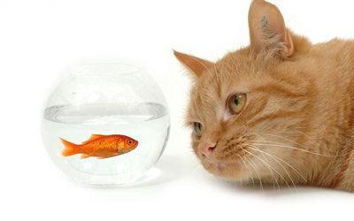 ginger le chat, les poissons rouges, aquarium, chats, poissons