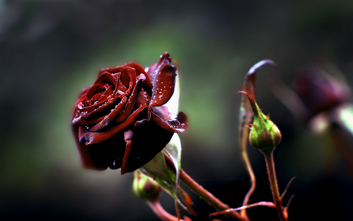 rose, hoar-frost, viininpunainen ruusu, aamulla, pakkaset