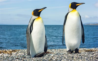 Penguins, 4k, ocean, coast, Arctic, sea birds
